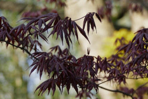 Acer palmatum Mallet     
